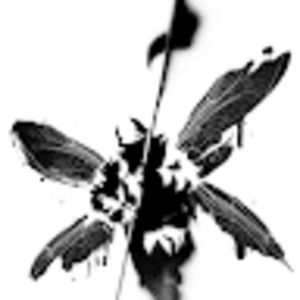 Meet your Posher, Kenny